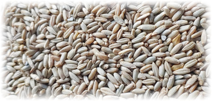 Grains de céréales